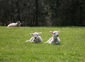 Easter lambs resized